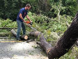 Best Hedge Trimming  in Felida, WA